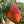 Load image into Gallery viewer, Yunhai Dried Irvin Mango