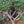 Load image into Gallery viewer, Yunhai Dried Irvin Mango
