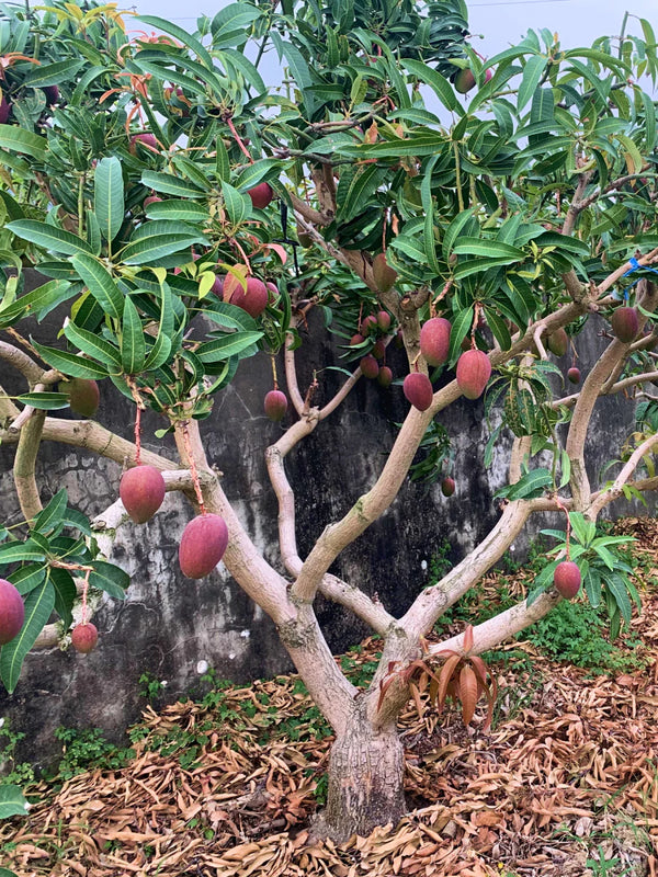 Yunhai Dried Irvin Mango